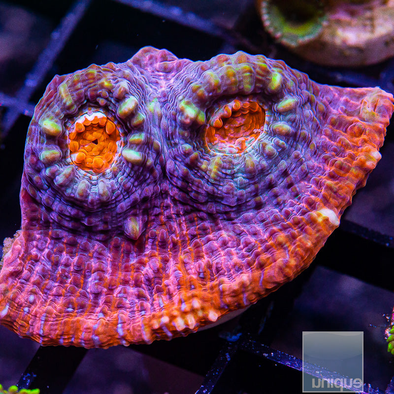 Aussie Chalice-WYSIWYG