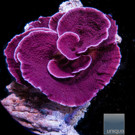 UC Super Purple Monti Cap