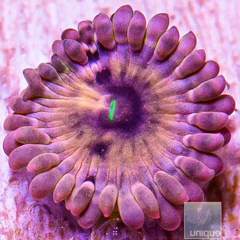 Pink Zoanthid-WYSIWYG