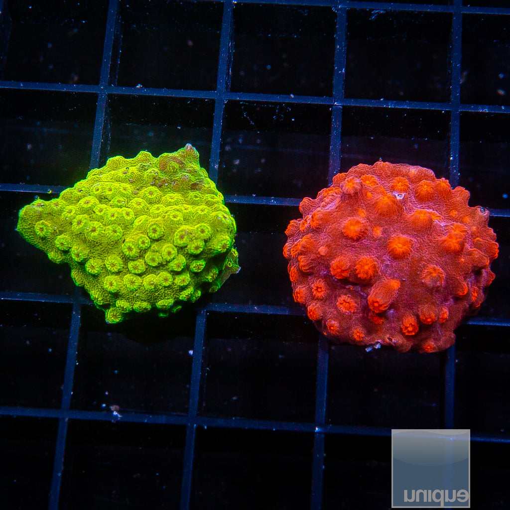 Frag Packs – UniqueCorals
