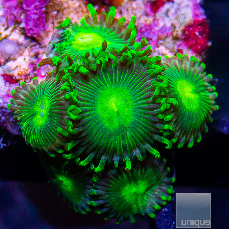 Electric Green Zoanthid-WYSIWYG
