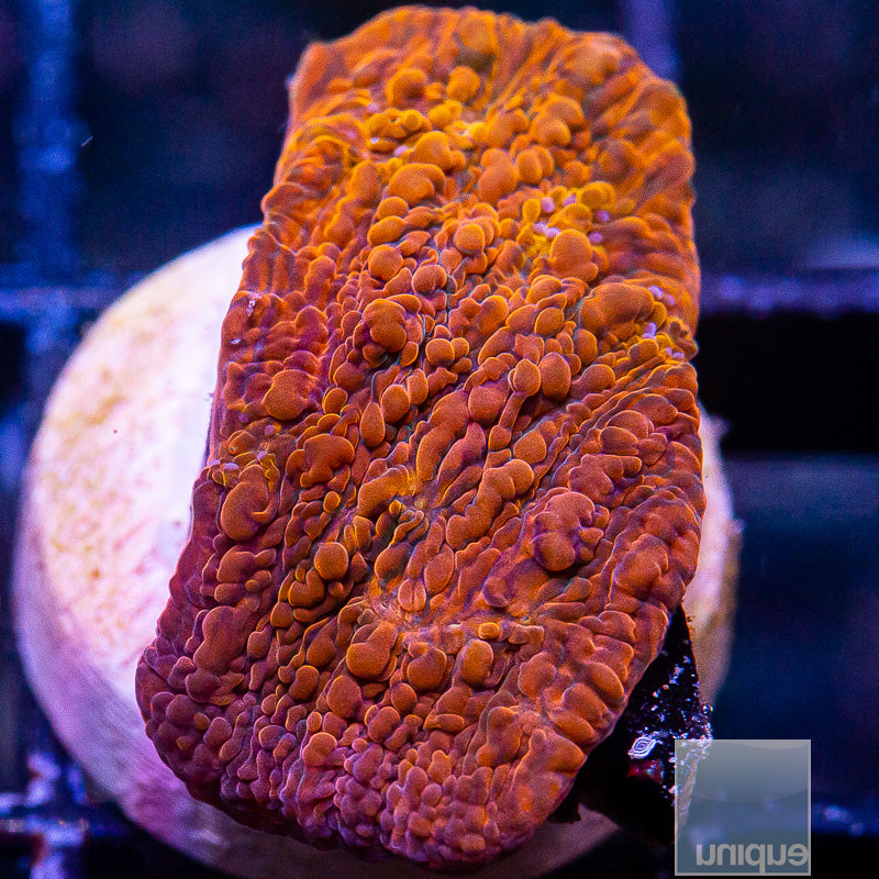 UC Galaxy Chalice-WYSIWYG