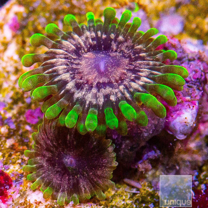 Atmosphere Zoanthid-WYSIWYG
