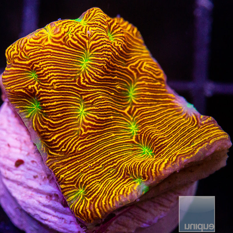 Jack O Lantern Leptoseris-WYSIWYG