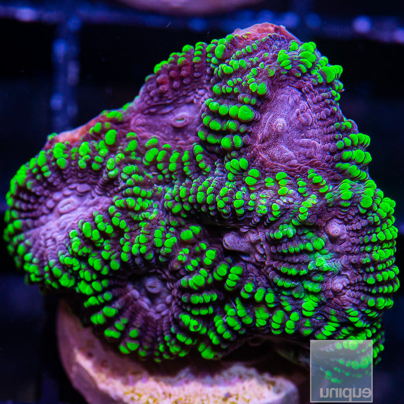 UC Raptor Favia-WYSIWYG