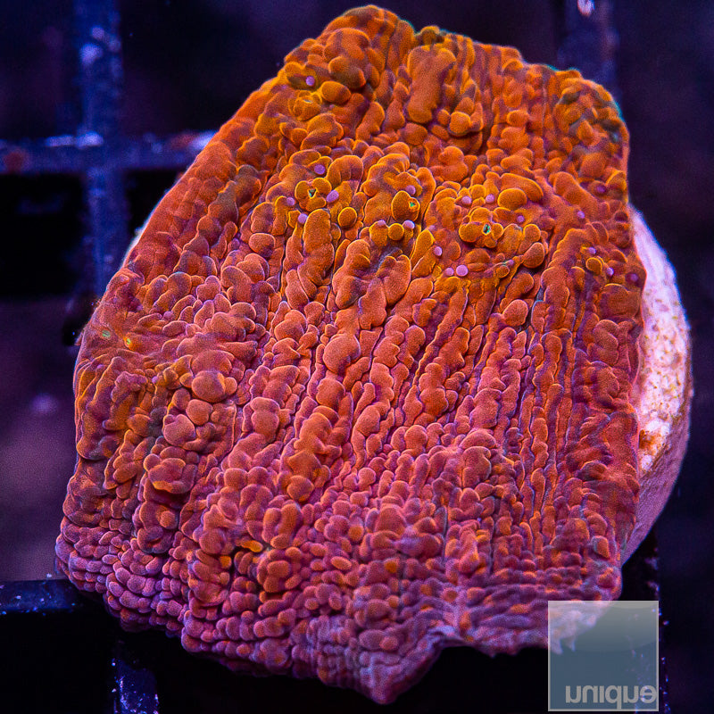 UC Galaxy Chalice-WYSIWYG