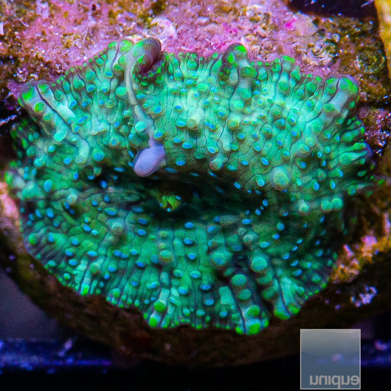 Blue Spot Discosoma-WYSIWYG