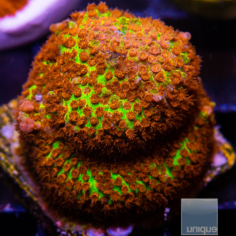 JF Burning Banana Stylo-WYSIWYG