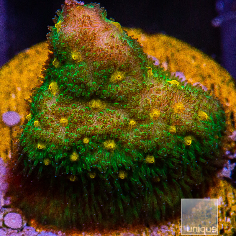 Bi Color Psammocora-WYSIWYG