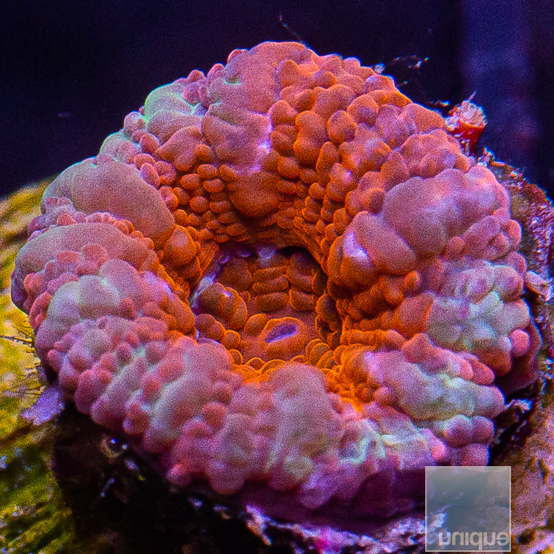Colorful Acan Lord-WYSIWYG
