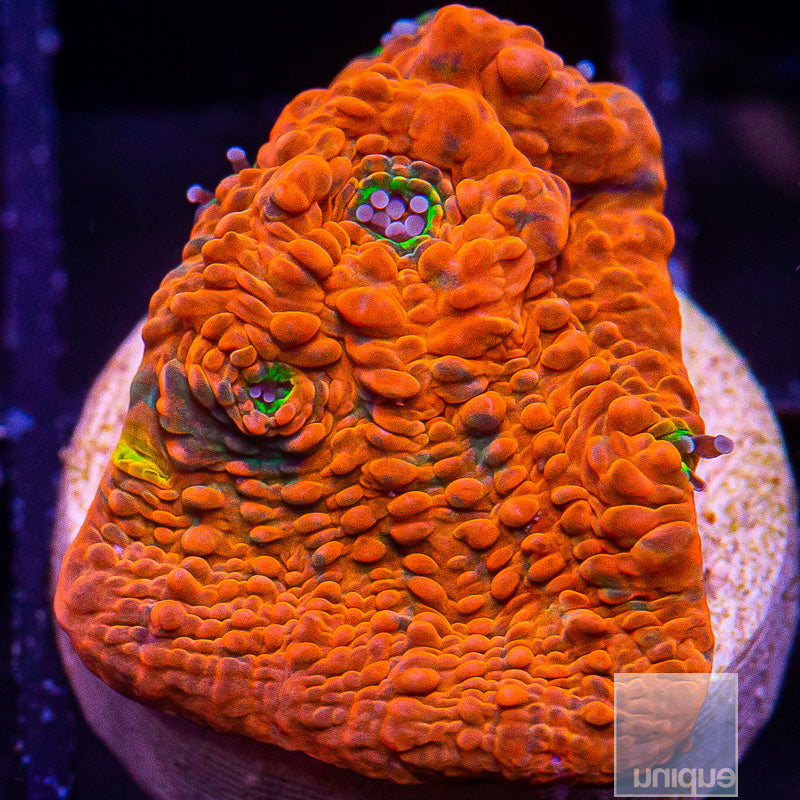 Vivid Rainbow Echinophyllia-WYSIWYG