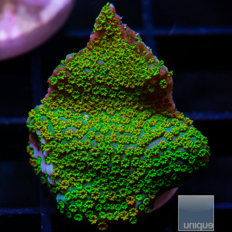 Rainbow Montipora-WYSIWYG