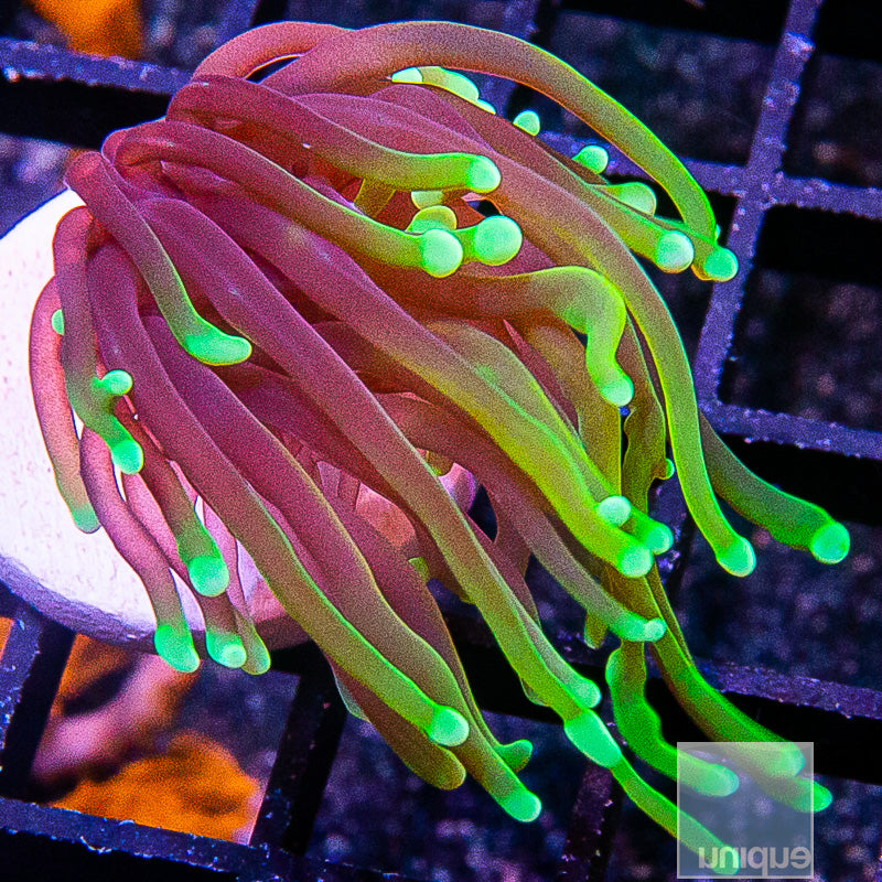 Dragon Soul Torch-WYSIWYG