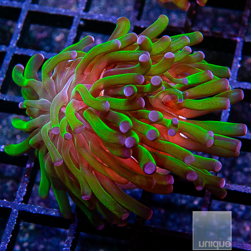 UC Purple Tip Branching Hammer Double Head-WYSIWYG