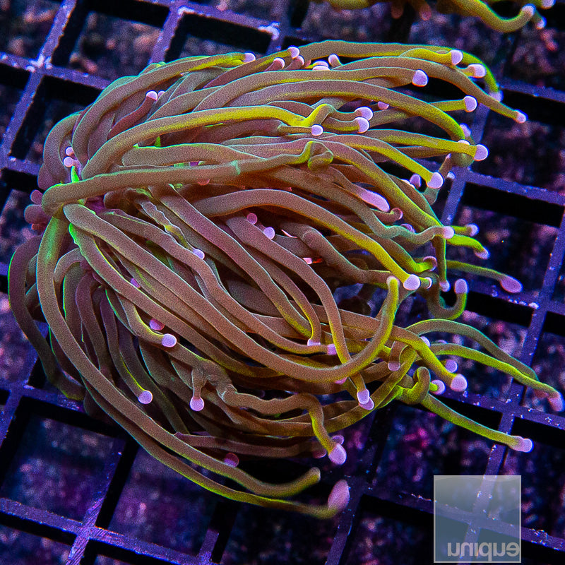 Dragon Tamer Torch-WYSIWYG