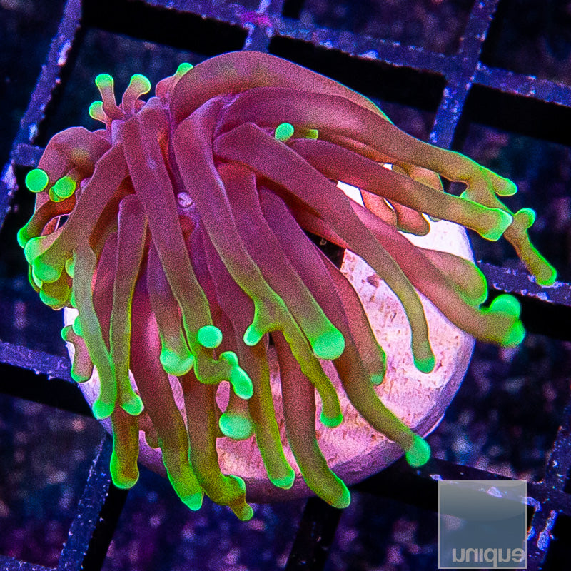 Dragon Soul Torch-WYSIWYG