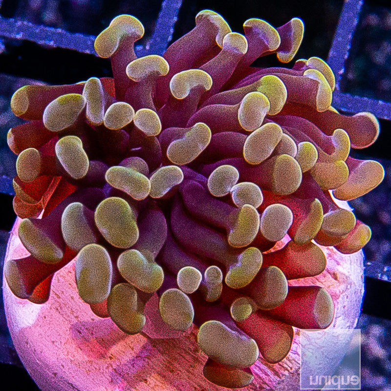 Peach Branching Hammer single Head Stock