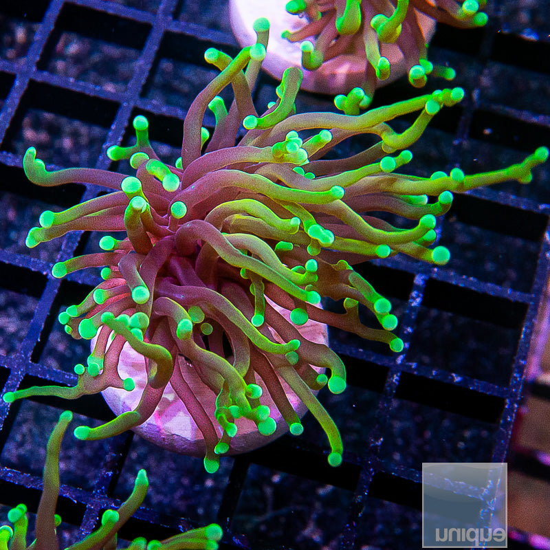 Dragon Soul Torch-WYSIWYG