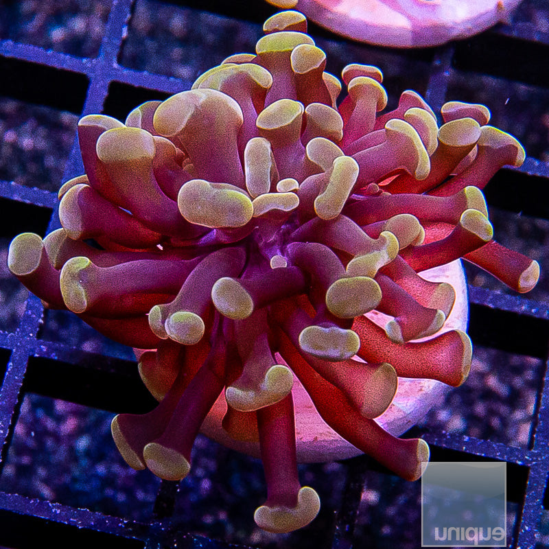 Rose Gold Branching Hammer-WYSIWYG