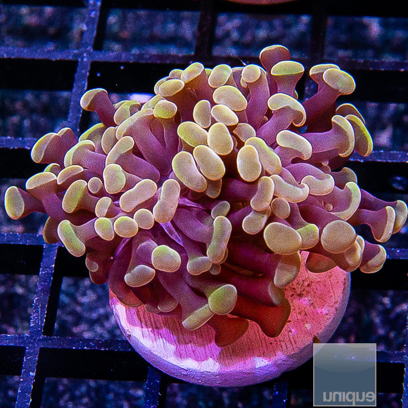 Peach Branching Hammer-WYSIWYG