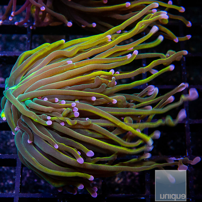 Dragon Tamer Torch-WYSIWYG