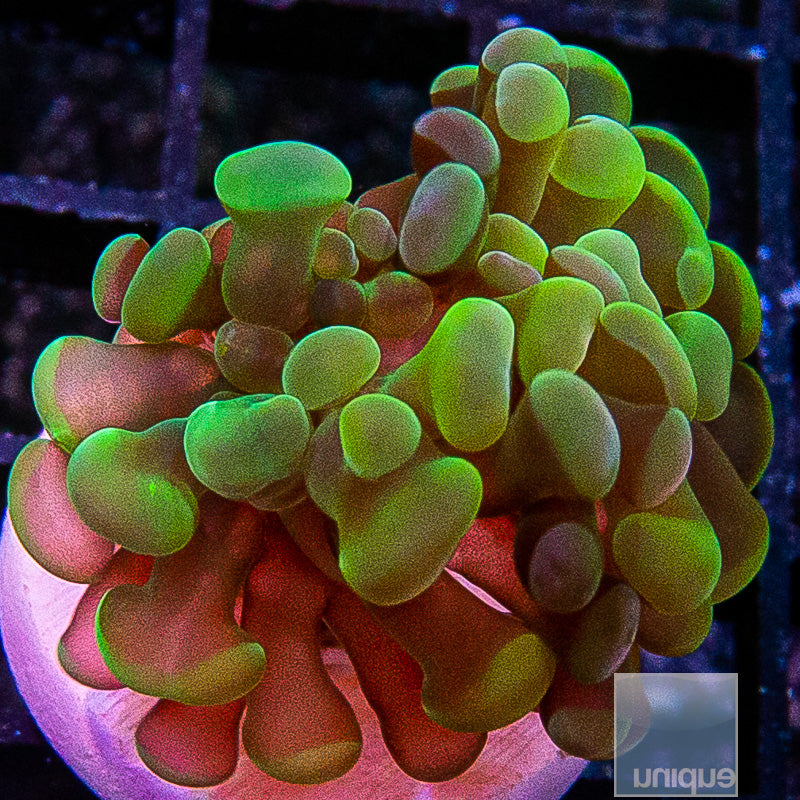 UC Gold Branching Hammer-WYSIWYG