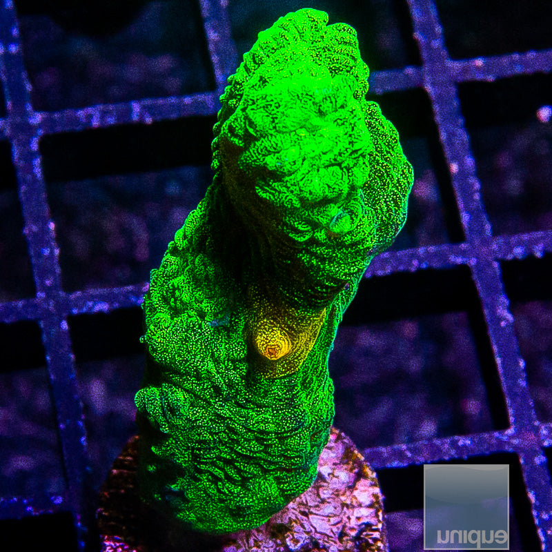 Space Invader Pectinia-WYSIWYG