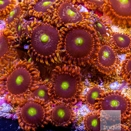 LC Antimatter Zoanthid Stock Frag 3 Polyp