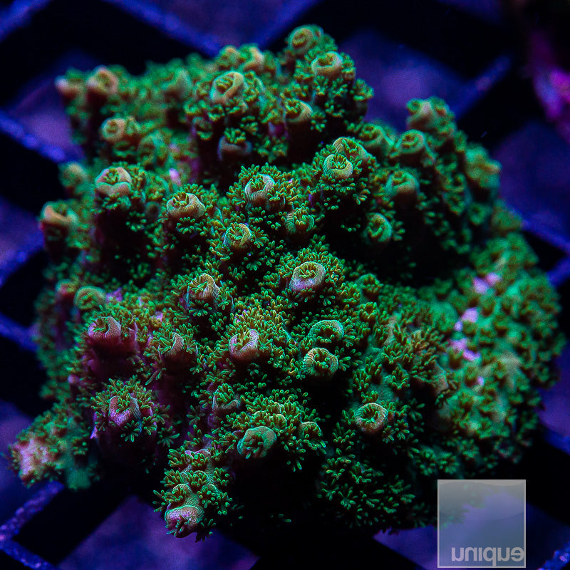 TSA Bill Murray-WYSIWYG