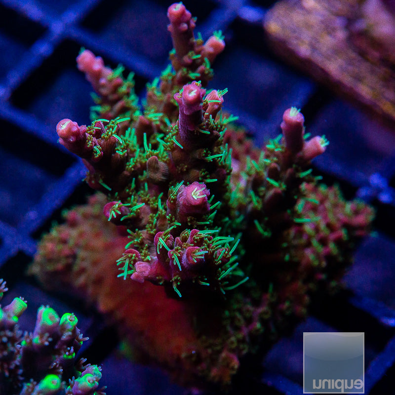 TSA The Fuzz Mini Colony