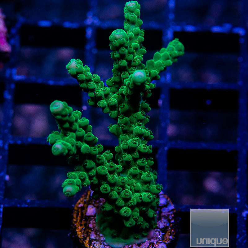 Green Acropora-WYSIWYG