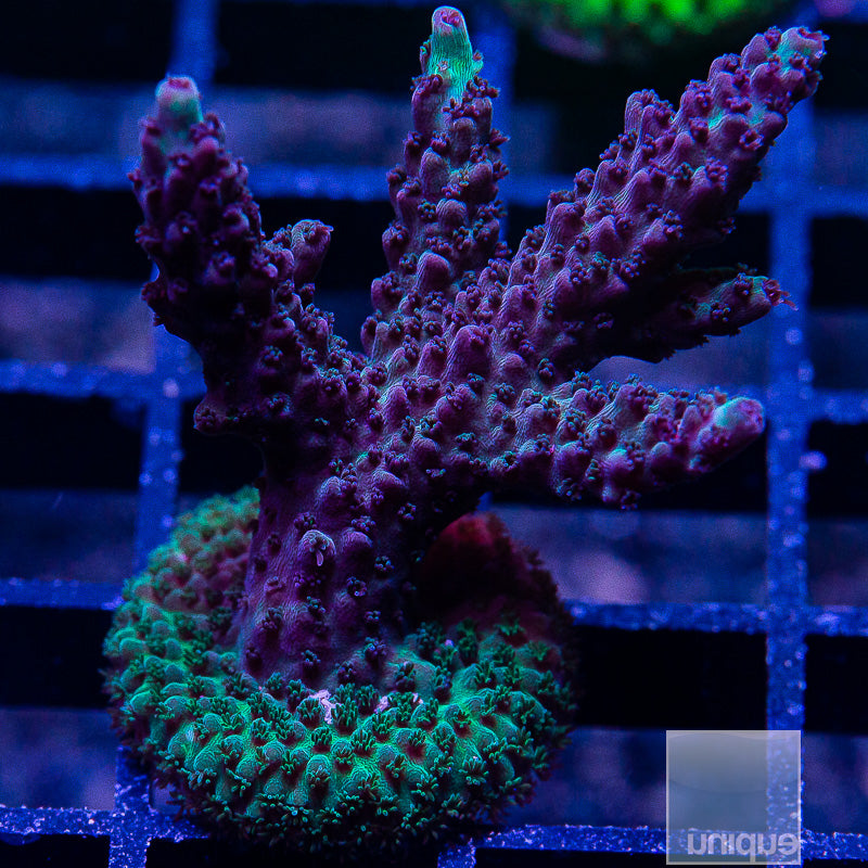 UC Gatorade Acropora-WYSIWYG