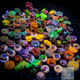 Assorted Aquaculture Frag Box