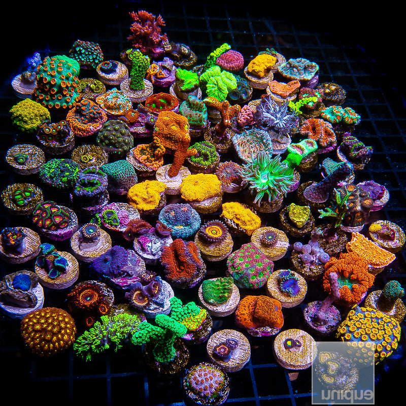 Frag Packs – UniqueCorals