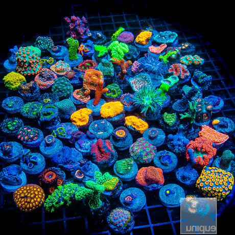 Assorted Aquaculture Frag Box