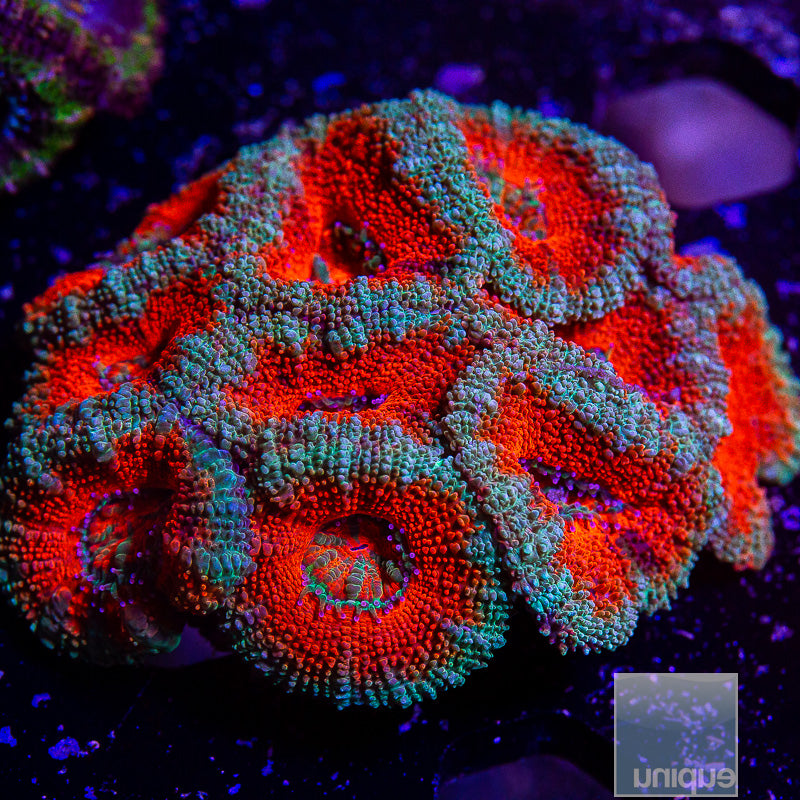 Acan Lord Colony-WYSIWYG
