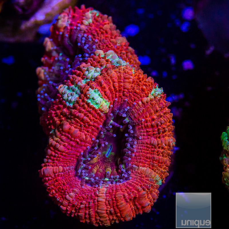 Peppermint Acan Lord-WYSIWYG