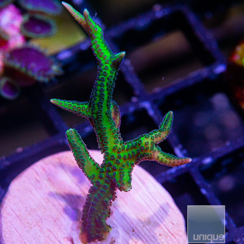 UC Screaming Birdsnest