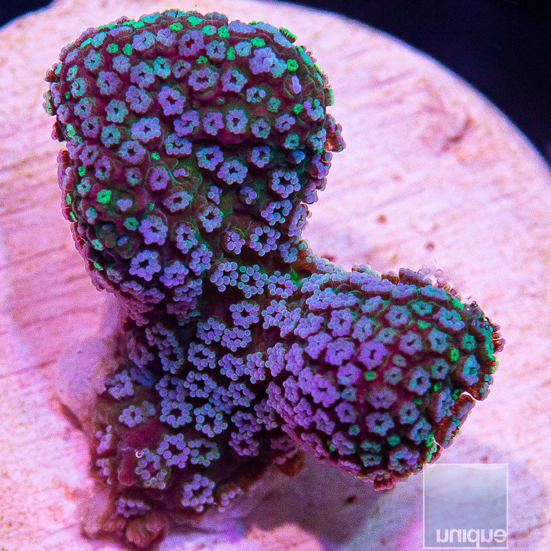 Teal Pocillopora-WYSIWYG