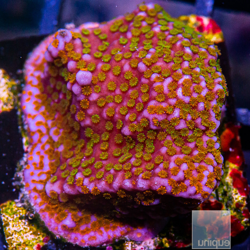 Rainbow Montipora-WYSIWYG