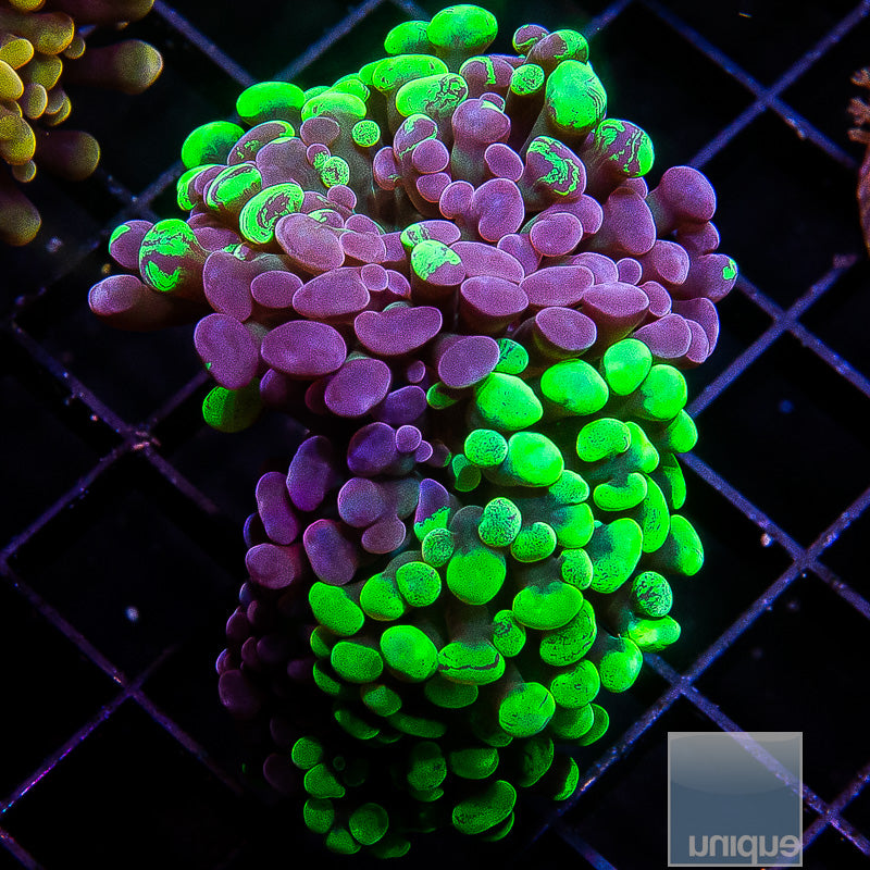 UC Neon Splatter Hammer-WYSIWYG