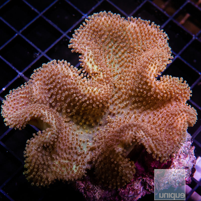 UC true Yellow Fiji Toadstool-WYSIWYG