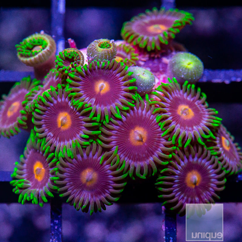 Green Skirt Zoanthid Colony-WYSIWYG