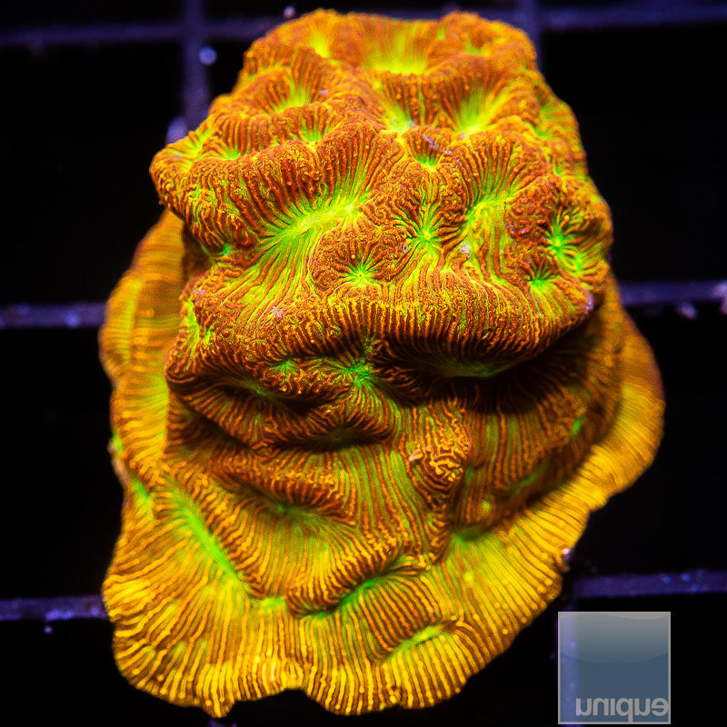 Jack-o-Lantern Lepto-WYSIWYG