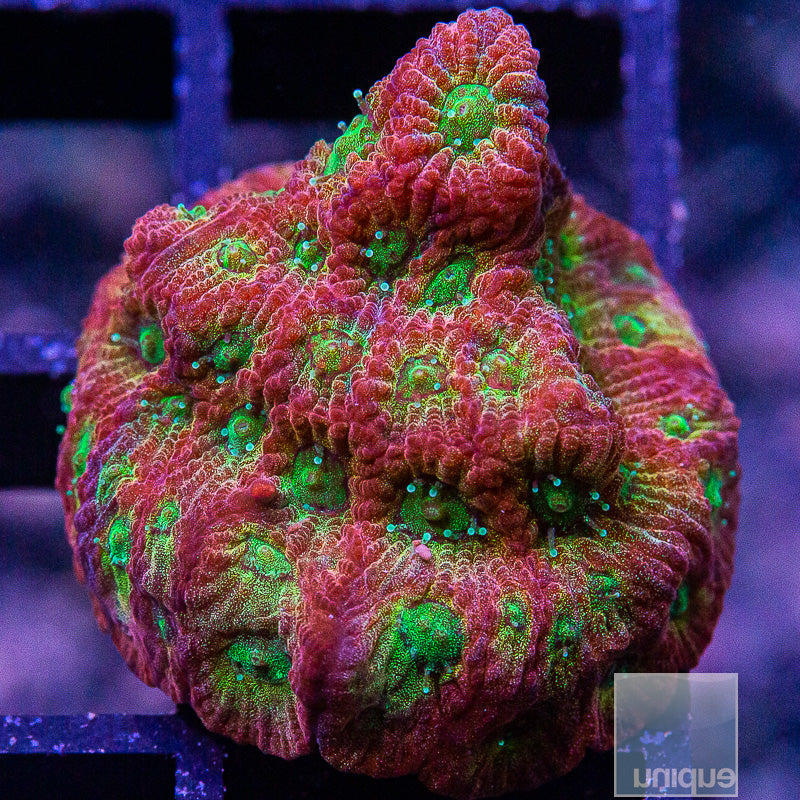 JF Dayglo Grafted Favia-WYSIWYG