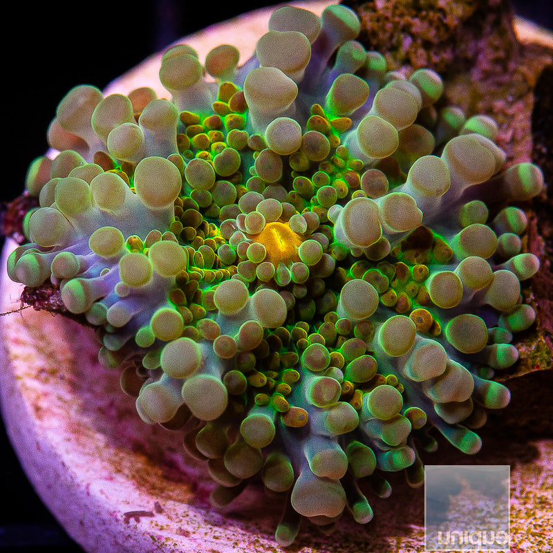 Uc Rainbow Yuma-WYSIWYG