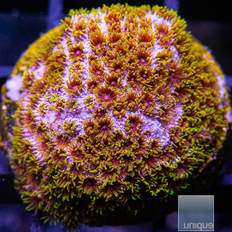 UC Skittles Bomb Cyphastrea