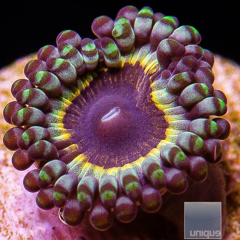 Sonic Flare Zoa-WYSIWYG