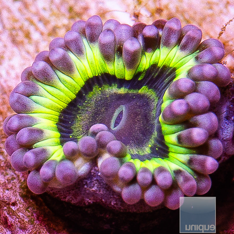 UC Stratosphere Zoa-WYSIWYG