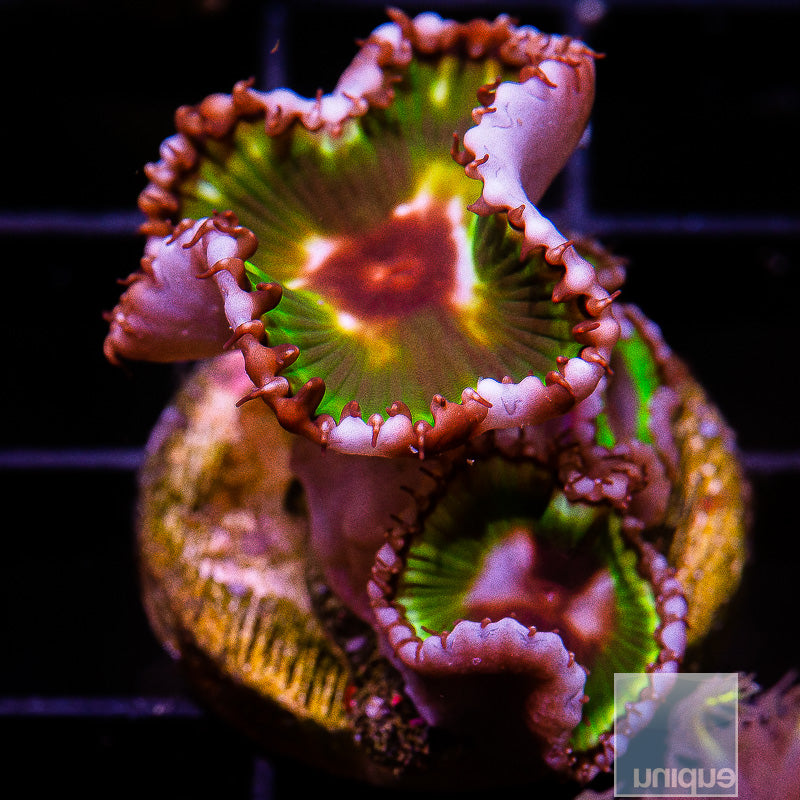 Palthoa Grandis-WYSIWYG
